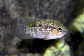 Acaronia nassa 7cm - Acará Olho Grande