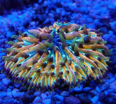 (MUDA) Plate Wagon Well