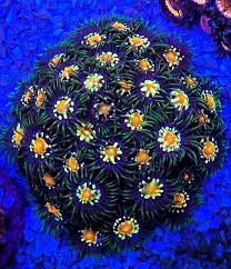 (COLONIA) Zoanthus StarGazer