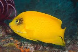 Anjo Amarelo - Centropyge Heraldi