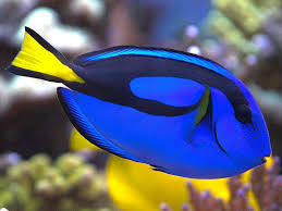 Hepatus Tang (dory) 6-8cm - Paracanthurus hepatus