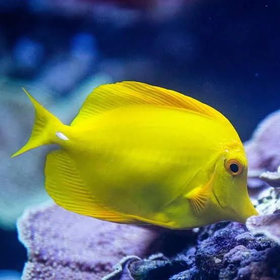 Yellow Tang (Zebrasoma flavescens)