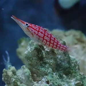 Longnose Hawkfish - Oxycirrhites typus