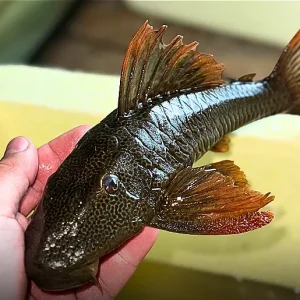 Cascudo Asperatus (Hypostomus asperatus)