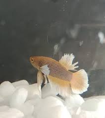 Betta Dumbo Plakat - Gold White