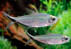 Tetra Fortuna 10unidades - Moenkhausia costae - Imagem 2