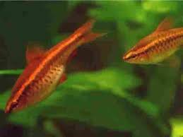 Barbo Titéia 10unidades - Puntius titteya