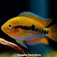 Ciclídeo Arco-Íris - Herotilapia multispinosa