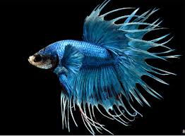 Betta Macho Crowntail WR