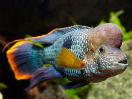 Green Terror Matriz Extra 18-22cm