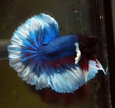 Betta Macho Fancy