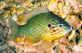 Ciclídeo do Sol - Lepomis gibbosus