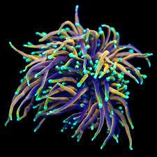 Torch Dragon Soul (Colonia de 6 bocas) - Euphyllia glabrescens