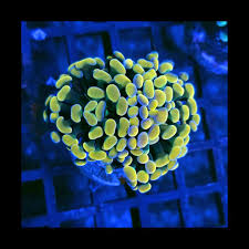 Hammer Gold Duo (3 bocas)