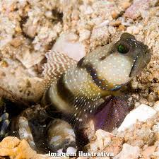 Goby Yellow Watchman Cinza