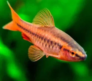 Barbo Titéia - Puntius titteya