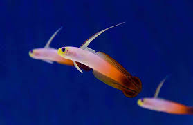 Firefish - Nemateleotris magnifica