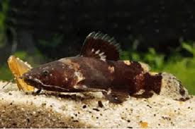 Bagre Raninus 4 a 5 cm ( Batrochoglanis raninus )