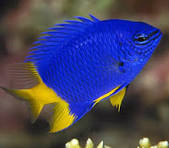 Donzela Yellow Tail (Chrysiptera parasema)