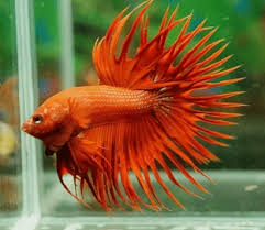 Betta Macho Crowntail Laranja