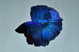 Betta Macho Halfmoon