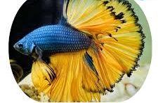 Betta Macho Dragon Mostard