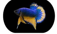 Betta Macho Plakat Mostard