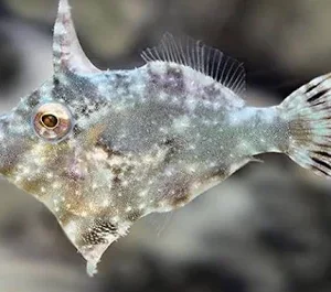 File Fish Seagrass - Acreichthys tomentosus