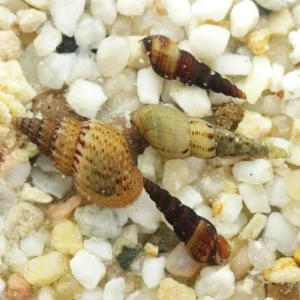 Caramujo Trombeta - Melanoides tuberculata