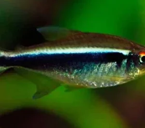 Tetra Neon Negro - Hyphessobrycon herbertaxelrodi