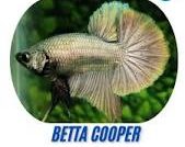 Betta Macho Cooper