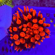 Anêmona BBT Red Fire Grande