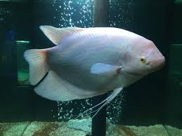 Gourami Albino Gigante 6cm - Osphronemus goramy (Peixe Raro)