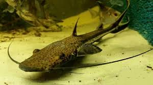 Surubim-chicote 20cm - Sorubimichthys planiceps