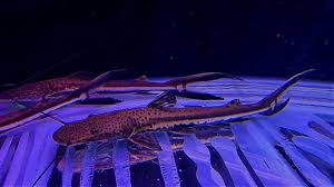 Surubim-chicote 14cm - Sorubimichthys planiceps