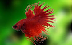 Betta Macho Crowntail Vermelho