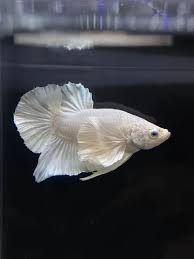 Betta Macho Plakat Dumbo White