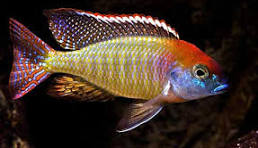 Lethrinops Red Cap