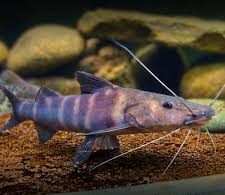 Juruense 25-30cm - Brachyplatystoma juruense