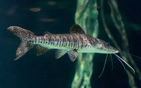 Caparari 35-40cm / Pseudoplatystoma tigrinum