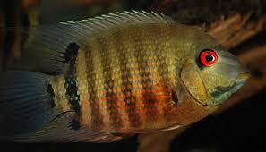 Acara Severum Liberifer 6-8cm - Red Mouthbrooder Severum