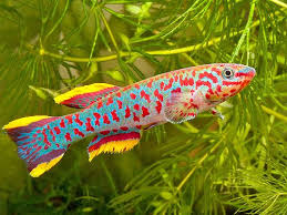 Killifish Gardneri - Fundulopanchax gardneri