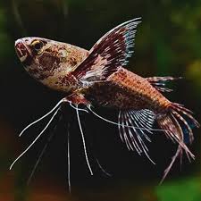 Peixe Borboleta Africano 7cm