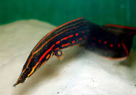 Moreia de fogo 24cm - Moreia Red Fire Eel / Mastacembelus erythrotaenia
