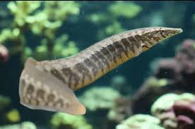 Moreia Spiny Eel 14cm