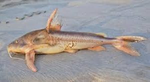 Centrodoras brachiatus 25cm