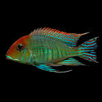 Geophagus Red Head Tapajós