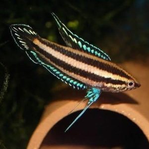 Gourami Licorice (Parosphromenus deissneri)