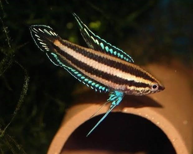 Gourami Licorice (Parosphromenus deissneri)