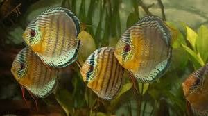 Acara Disco Barra Mansa Selvagem 16cm